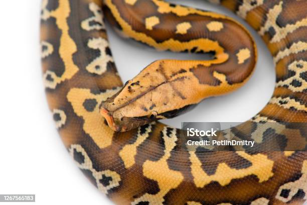 Python's In Sumatra Sumatran Short Tail Python Isolated On White Background Stock Photo ...