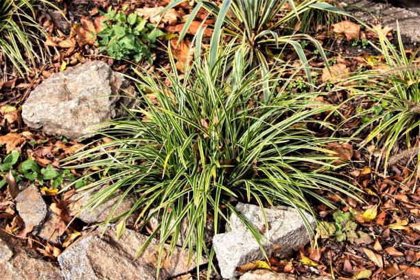 View of Mondo Grass, also called dwarf lily stone, fountain plant, and monkey grass, is a species of ophiopogon native to China, India, Japan, and Vietnam stock photo