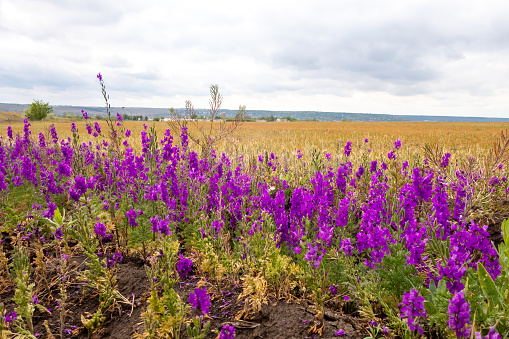 Vivid purple wildflowers on the outskirts of a wheat field