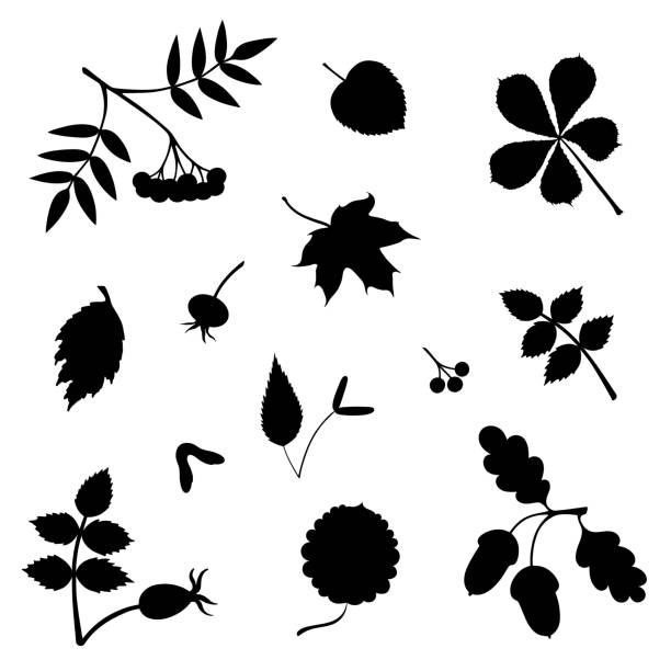 набор с листьями, фруктами, ягодами силуэты - hawthorn square shape square leaf stock illustrations