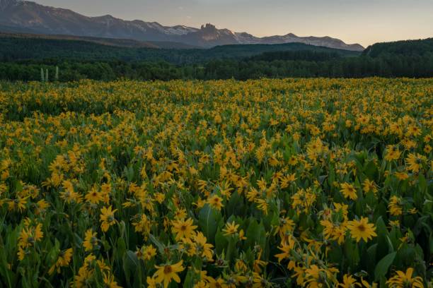 istock Field of Flowers 1267568536