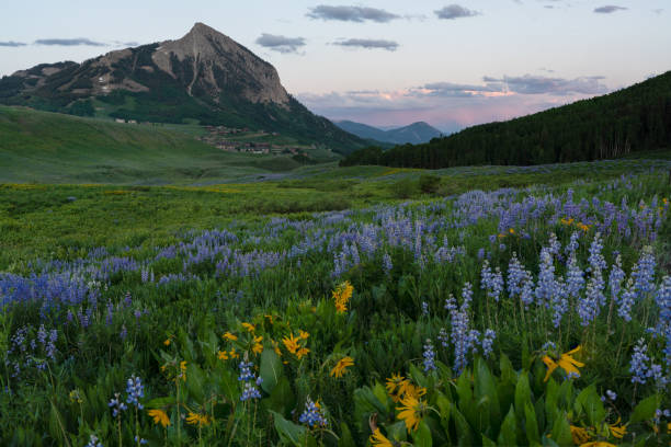 o butte - wildflower flower colorado lupine - fotografias e filmes do acervo