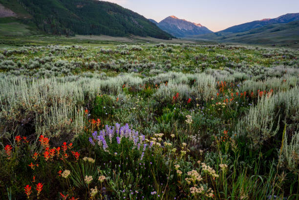 istock Colorado Wildflowers 1267568540