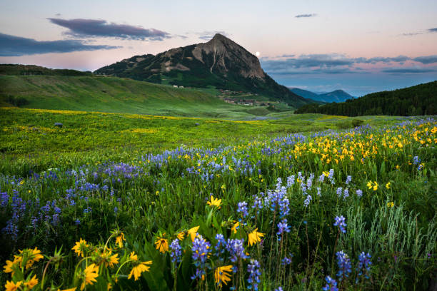 o butte - wildflower flower colorado lupine - fotografias e filmes do acervo