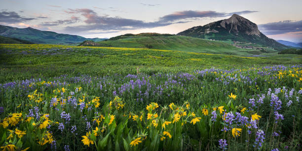 la butte - wildflower flower colorado lupine photos et images de collection