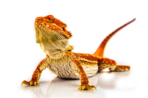 an orange Juvenile Bearded dragon lizard posing on a white background