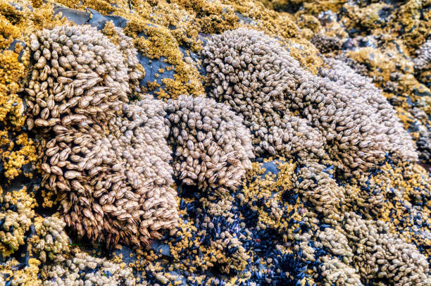 close up of gooseneck barnacles -Pollicipes polymerus  at low tide