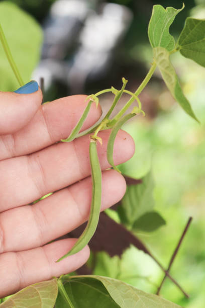 istock Hand holds some small bush green beans growing in a container garden during the spring 1267570636