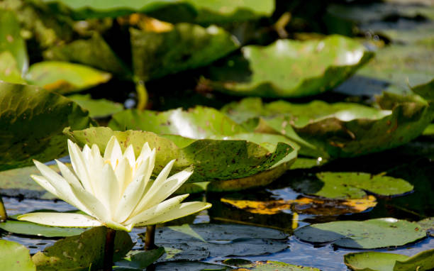 istock A white water lily on a pond on a lake in a park 1267570778