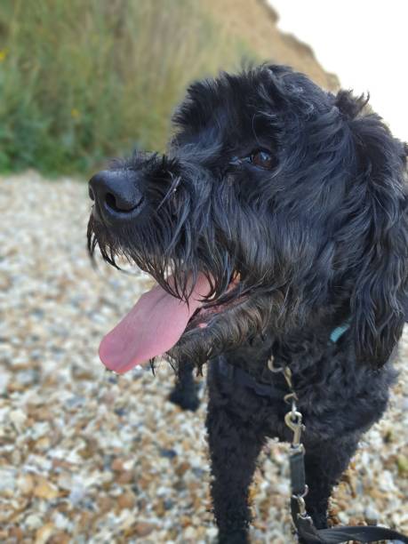 istock Dog happiness on beach 1267571399