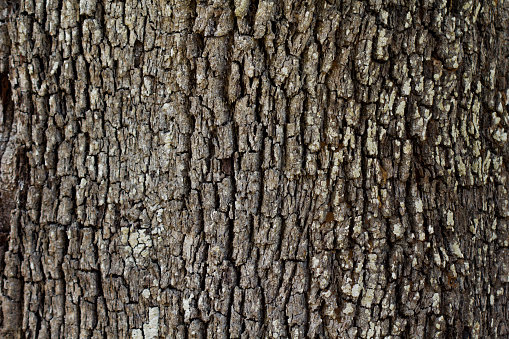 Close up of oak tree bark with deep cracks as background