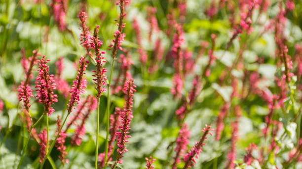 istock Blooming heather growing in the garden. Sometimes called ling. 1267572614