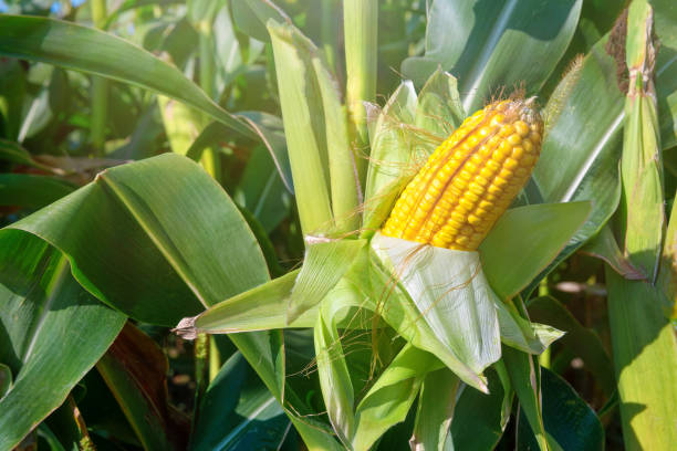 istock Corn on the stalk in the corn field 1267573983