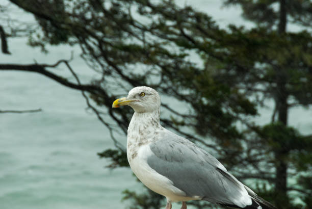 Seagull Posing near Otter Cliffs in Acadia National Park on Mount Desert Island, Maine, USA
