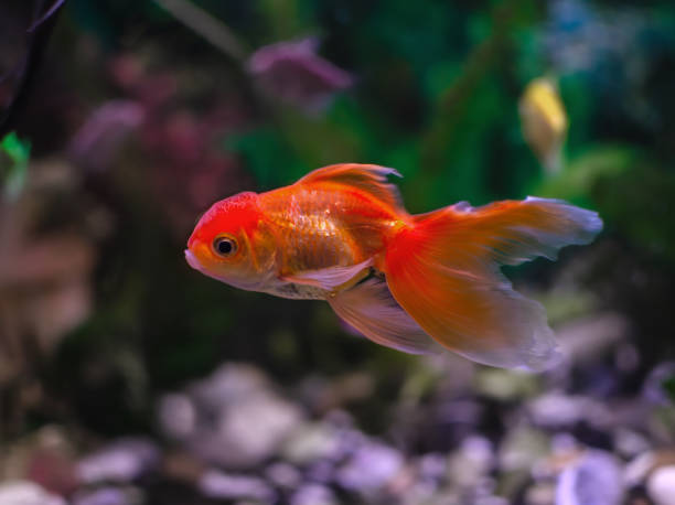 istock Goldfish in an aquarium with green plants, 1267575728