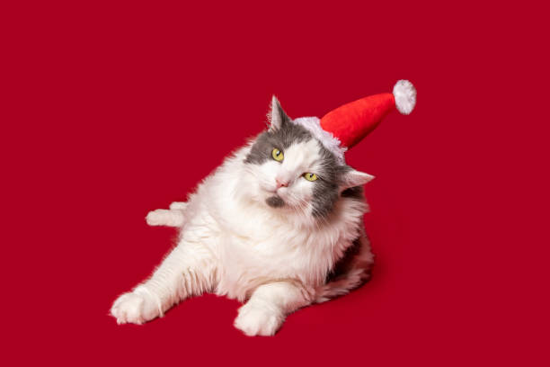 istock Annoyed Cat Wearing Santa Hat 1267576143