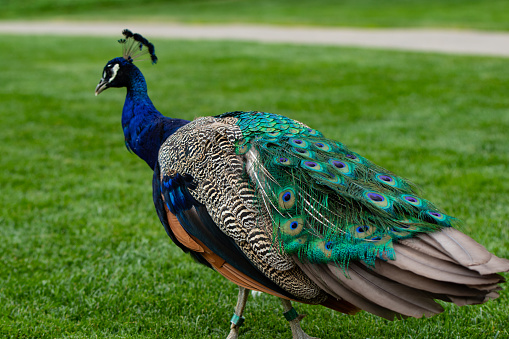 Peacock, Formal Garden, Ornamental Garden, Male Animal, Warsaw