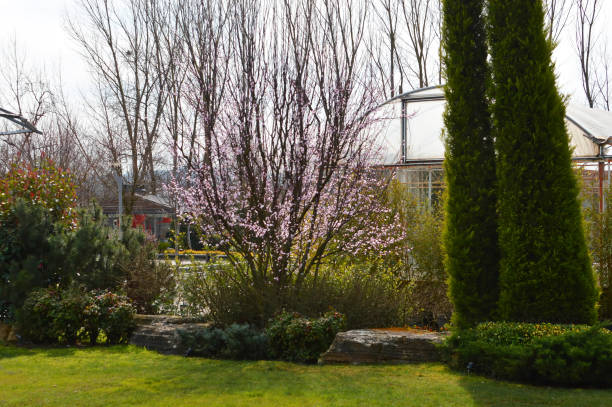 istock Cherry blossoms at the park, spring day 1267578269
