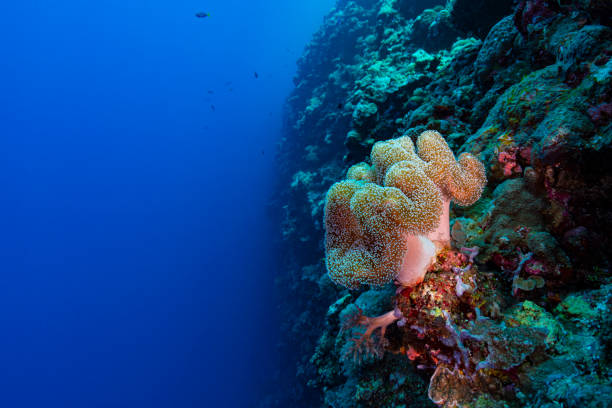 istock Sea anemone on a deep wall in Palau, Micronesia 1267578389