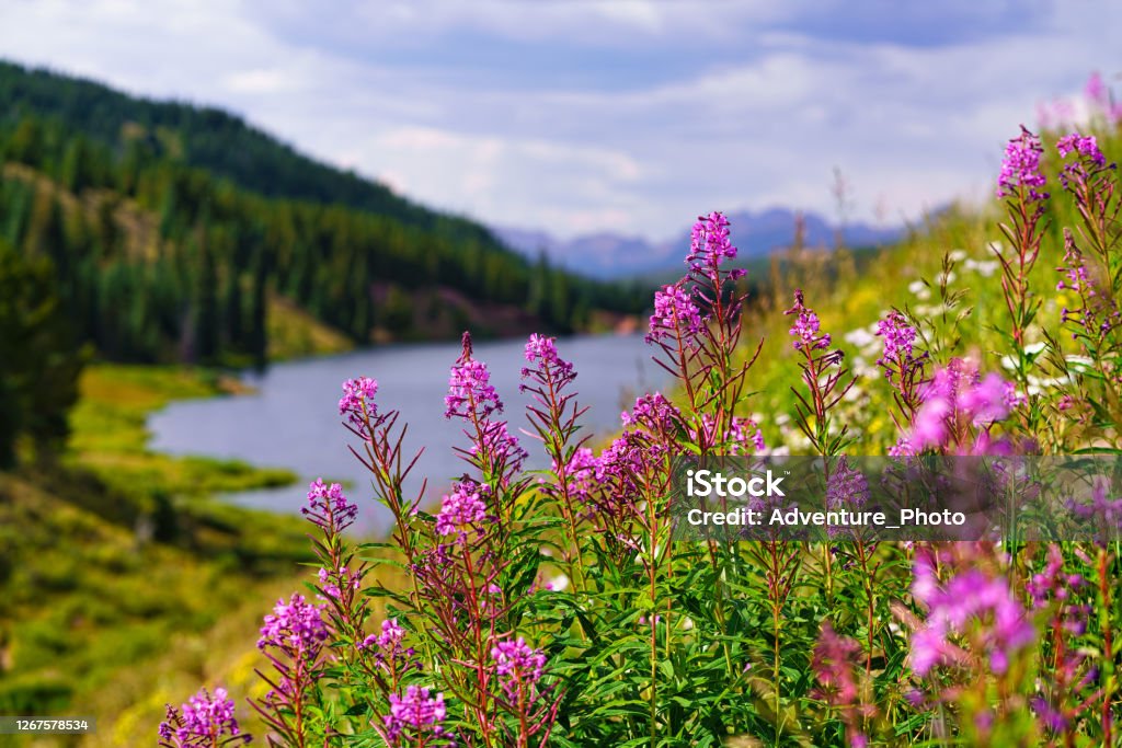 Pink Fireweed Mountain Landscape Pink Fireweed Mountain Landscape - Scenic nature views with alpine lake and mountains and vibrant colorful wildflowers. Fireweed Stock Photo