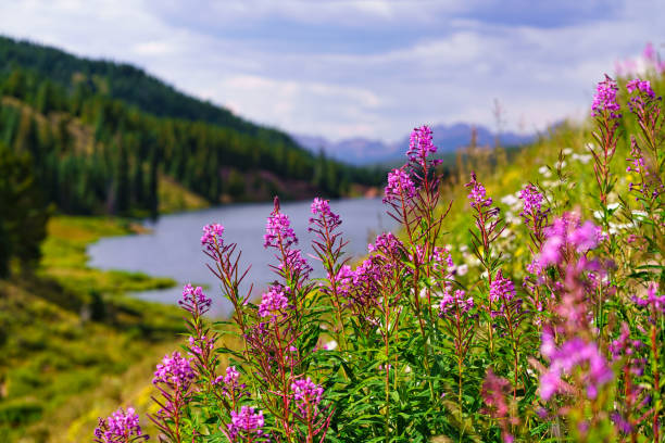 Pink Fireweed Mountain Landscape Pink Fireweed Mountain Landscape - Scenic nature views with alpine lake and mountains and vibrant colorful wildflowers. frisco colorado stock pictures, royalty-free photos & images