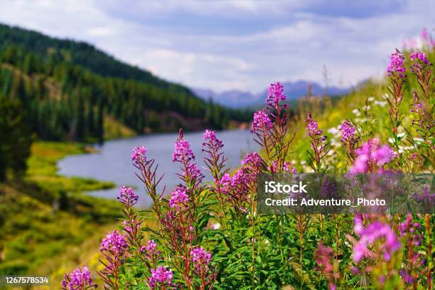 Pink Fireweed Mountain Landscape Stock Photo - Download Image Now - Fireweed, Summer, Colorado