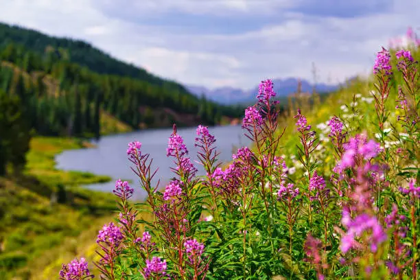 Pink Fireweed Mountain Landscape - Scenic nature views with alpine lake and mountains and vibrant colorful wildflowers.