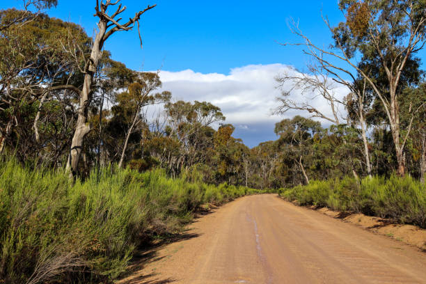 istock arid vegetation along a dirt road 1267579351