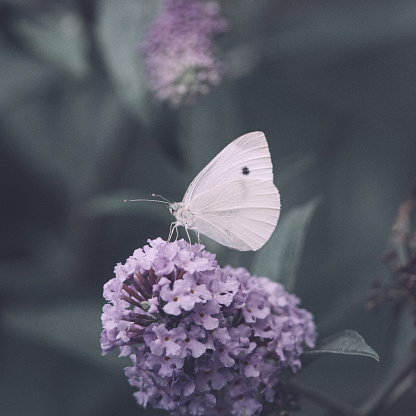 Cabbage white butterfly eats nectar on a purple flower of a butterfly bush,
Nature photo, Dutch wildlife, city park, insect photo. Macro photography, close-up, insect, black, orange, dreamy, poster, postcard
butterfly bush