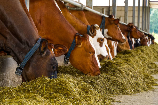 vacas naranjas en la granja. vacas rojas comiendo heno en el establo en el cobertizo. vacas lecheras en granjas lecheras, industria agrícola, agricultura y concepto de ganadería. - animal husbandry industry dairy farm fotografías e imágenes de stock