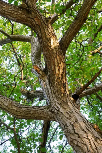 Close up of a walnut tree in summer