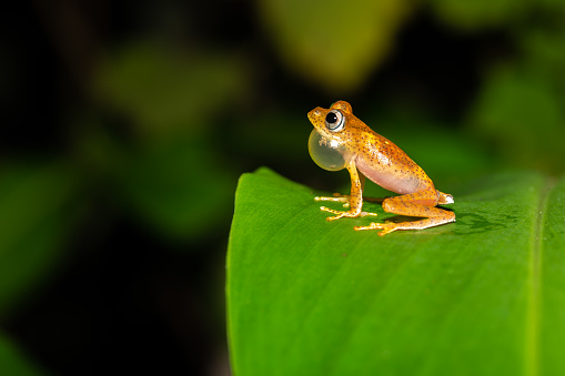 An orange little frog on a green leaf in Madagascar in Madagascar, Madagascar