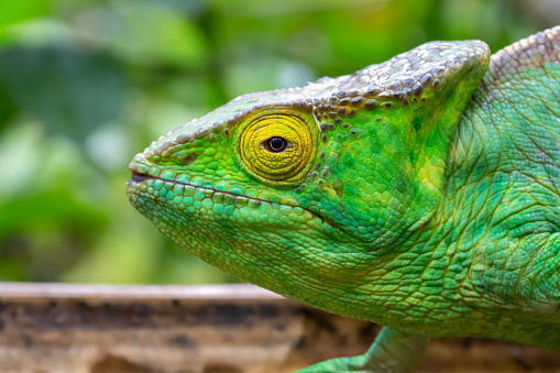 Cape Dwarf Chameleon being held by a child.