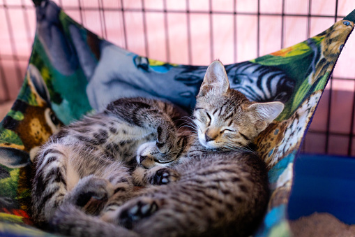 Two Kittens Nap in a Cat Hammock