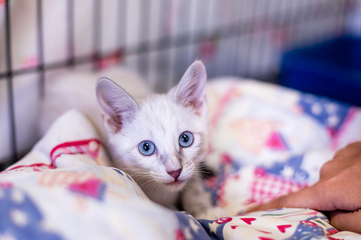 Hand and White Kitten with Blue Eyes in a Training Crate