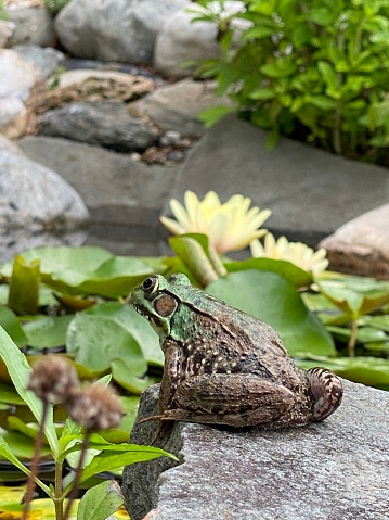 Frog on Stone with Lily Pads
