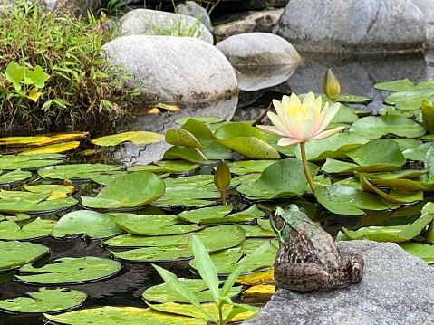 Frog on Stone with Lily Pads