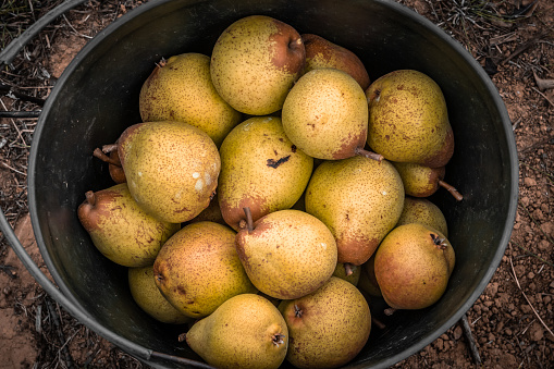 Bucket full of pears during harvest season at the end of summer in Portugal.