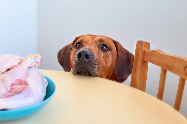 Dog sitting behind the kitchen table and looking at raw chicken meat stock photo