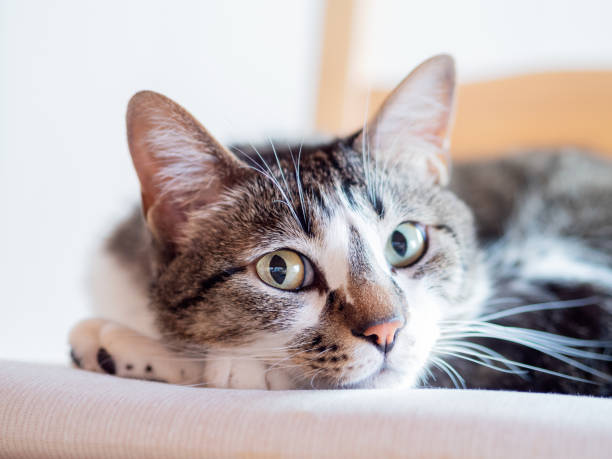 istock Cat lying on the chair 1267585484