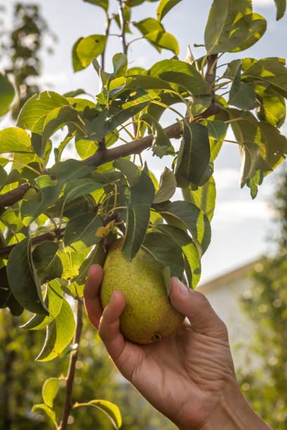 istock Pears picking in Portugal. 1267585499