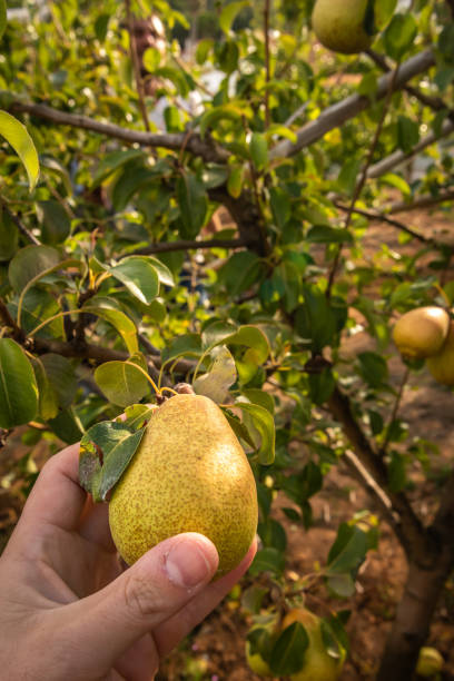 istock Pears picking in Portugal. 1267585501