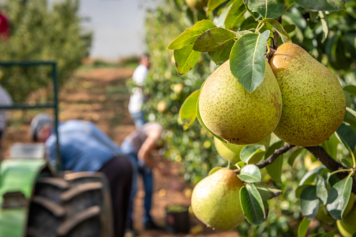 Pears during harvest season with workers in background at the end of summer in Portugal.