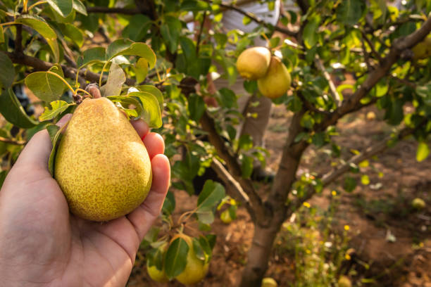 istock Pears picking in Portugal. 1267585512