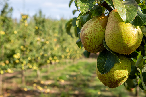 Pears during harvest season at the end of summer in Portugal.