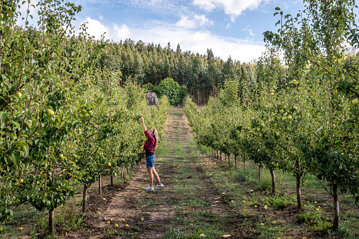 Young female farmer harvesting ripe apples from orchard garden.