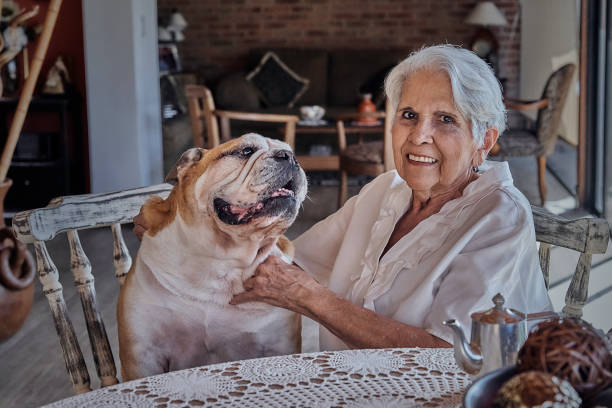 Senior Grandmother playing with her Bulldog pet Senior Grandmother playing with her Bulldog pet hispanic grandmother stock pictures, royalty-free photos & images