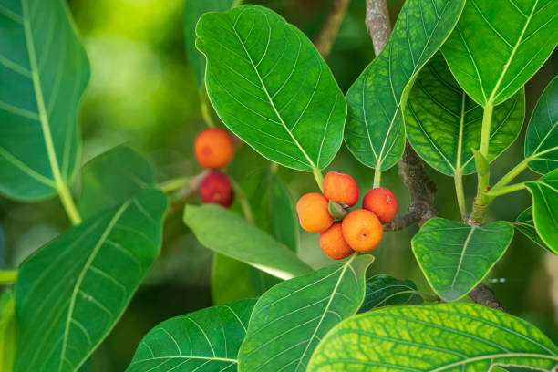 istock Banyan fig tree fruit closeup (Ficus benghalensis) - Hollywood, Florida, USA 1267586614