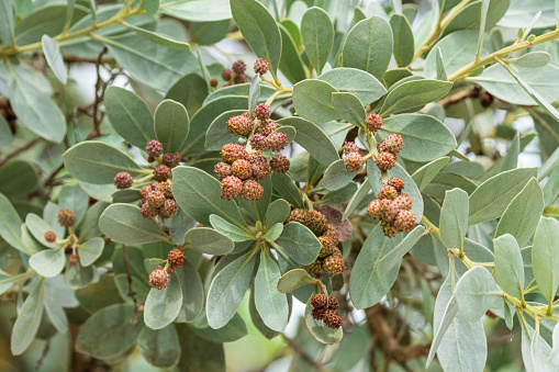Closeup of a silver buttonwood tree