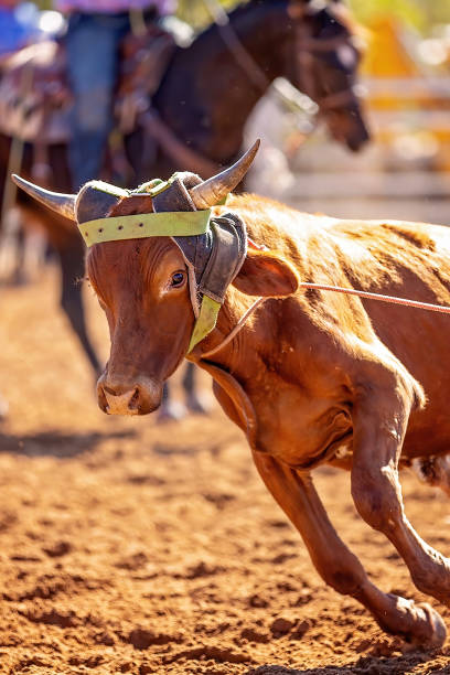 istock Calf Roping At Country Rodeo 1267587557